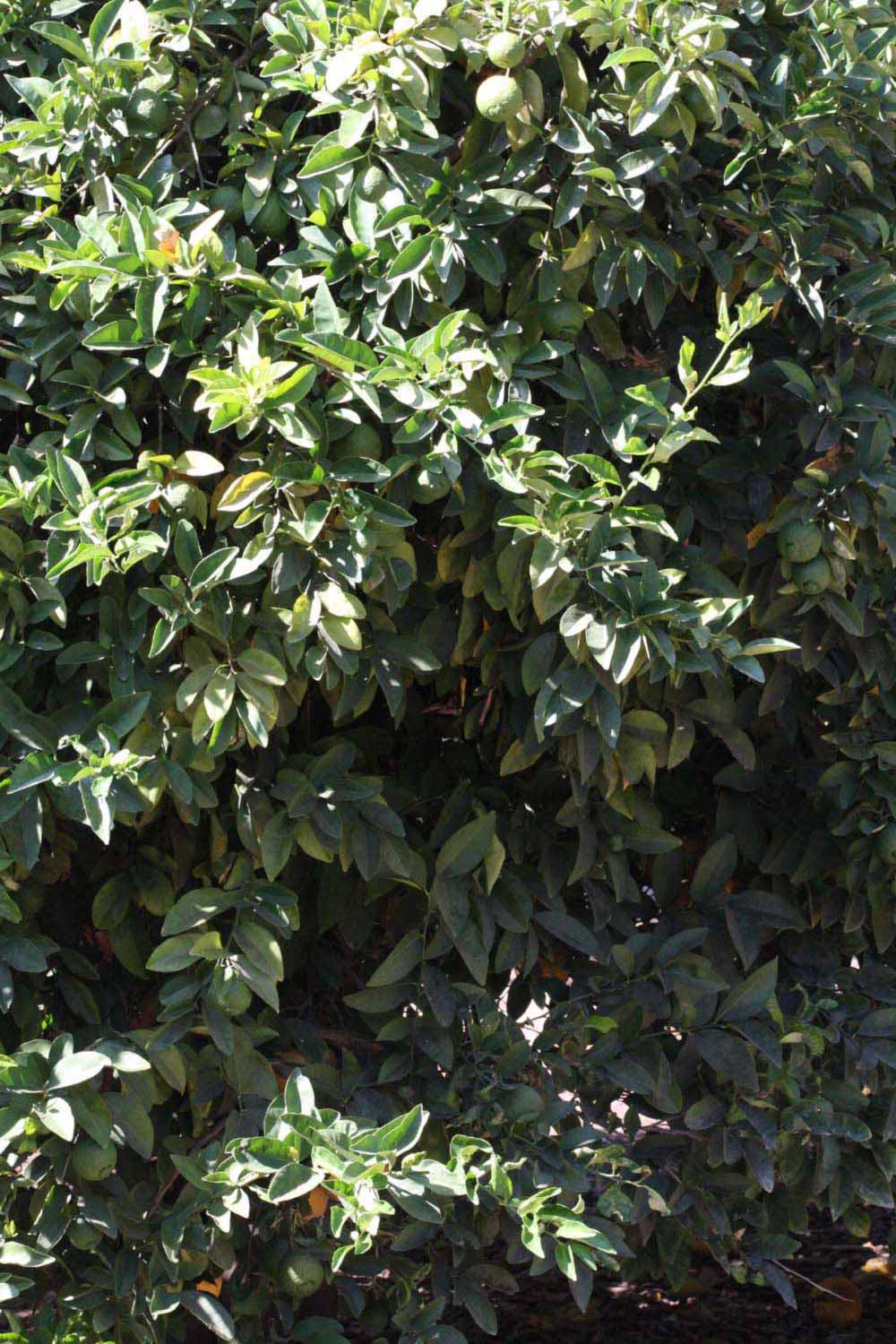            Habit (Riverside, CA)   